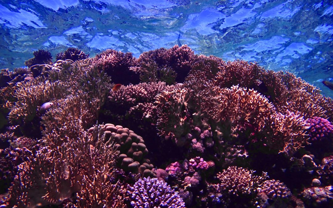 🌊 Scientists make history by becoming the first in the world to reproduce coral in human care.