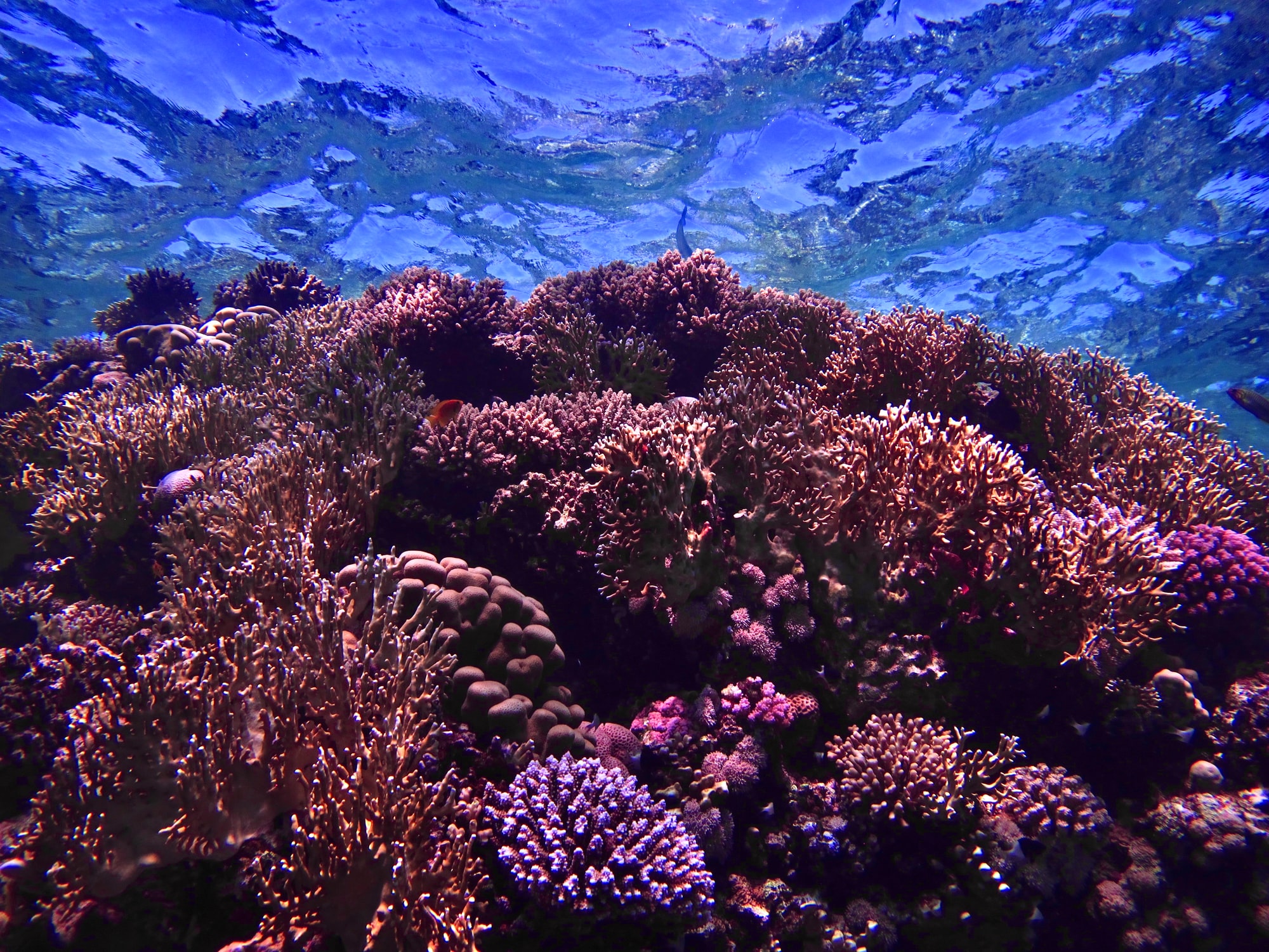 🌊 Scientists make history by becoming the first in the world to reproduce coral in human care.