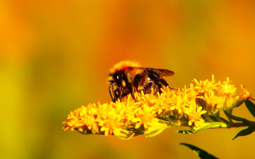 🐝 Pakistan’s Honey Production Increases by 70% Thanks to Billion Tree Project