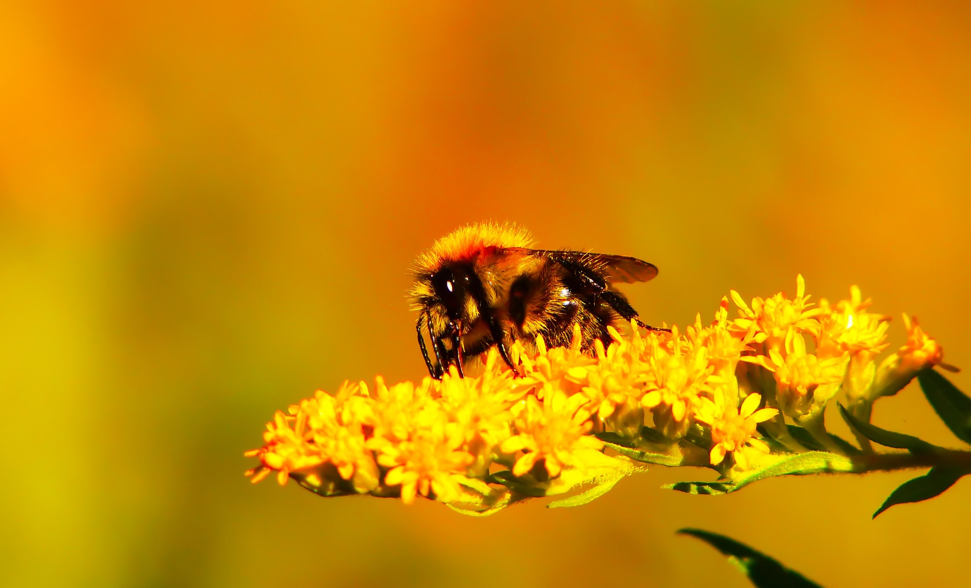 🐝 Pakistan’s Honey Production Increases by 70% Thanks to Billion Tree Project