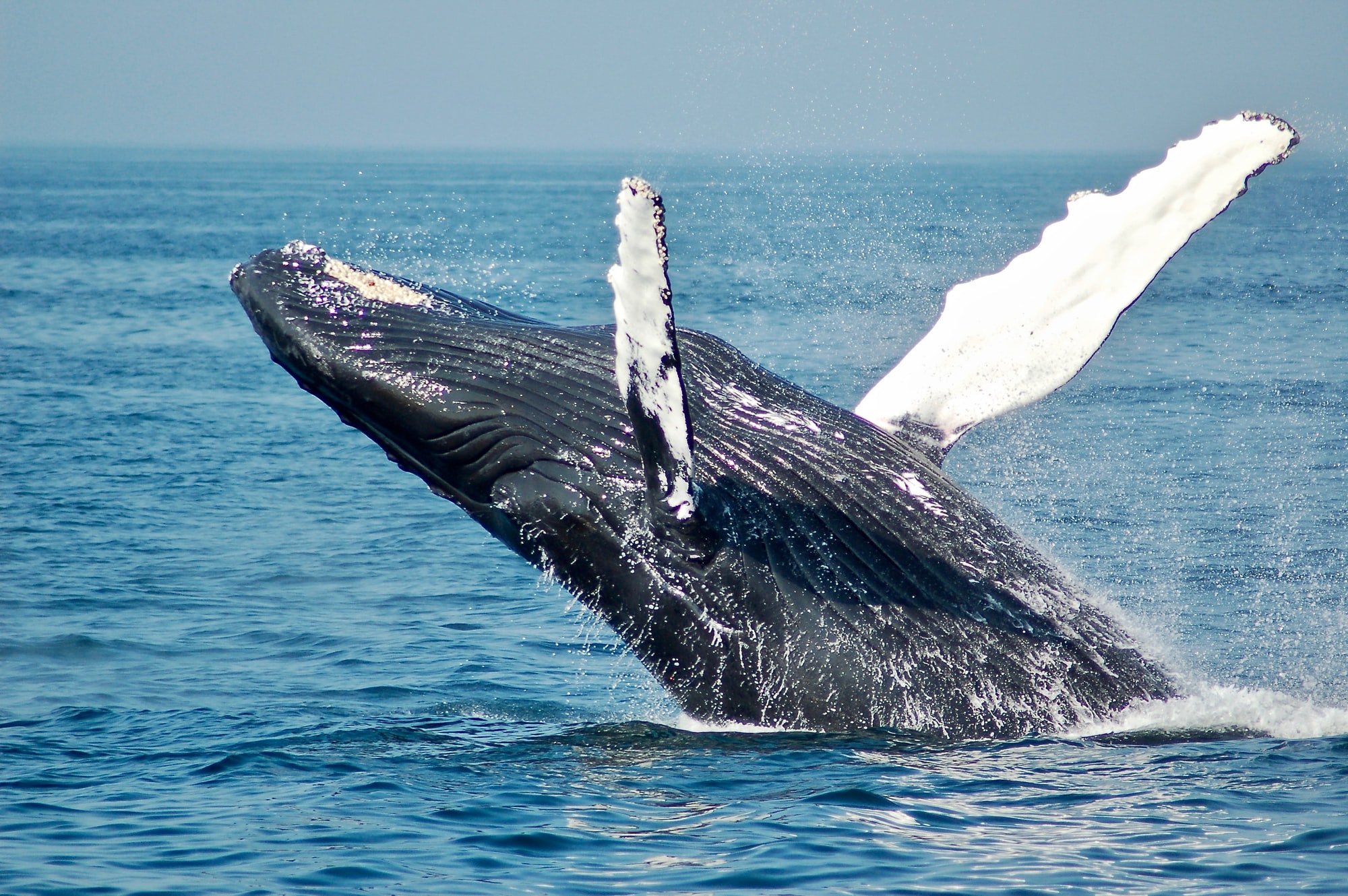 🐬 The world's oceans can be healthy and full of life again until 2050