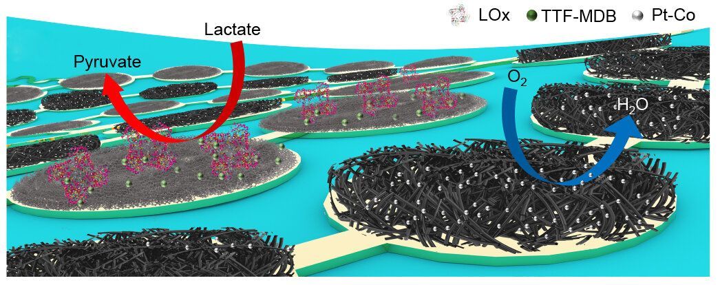 🏃 Electronic skin uses sweat instead of batteries to power health sensors