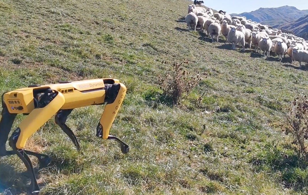 🐑 Spot the robot dog is now herding sheep in New Zealand