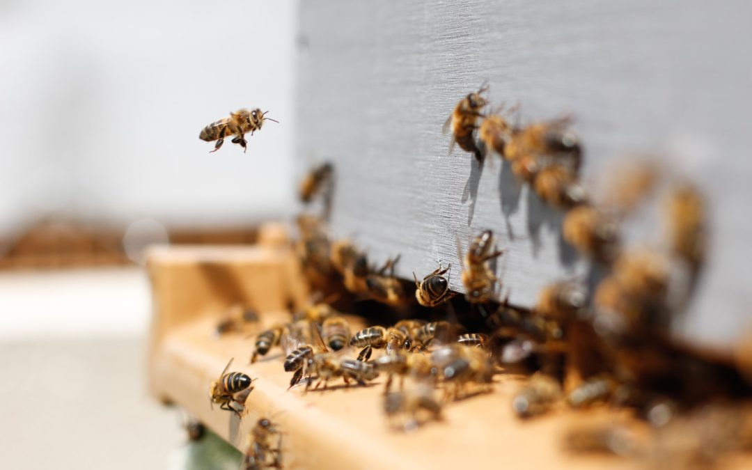 🐝 An app with AI should save bee communities from dying