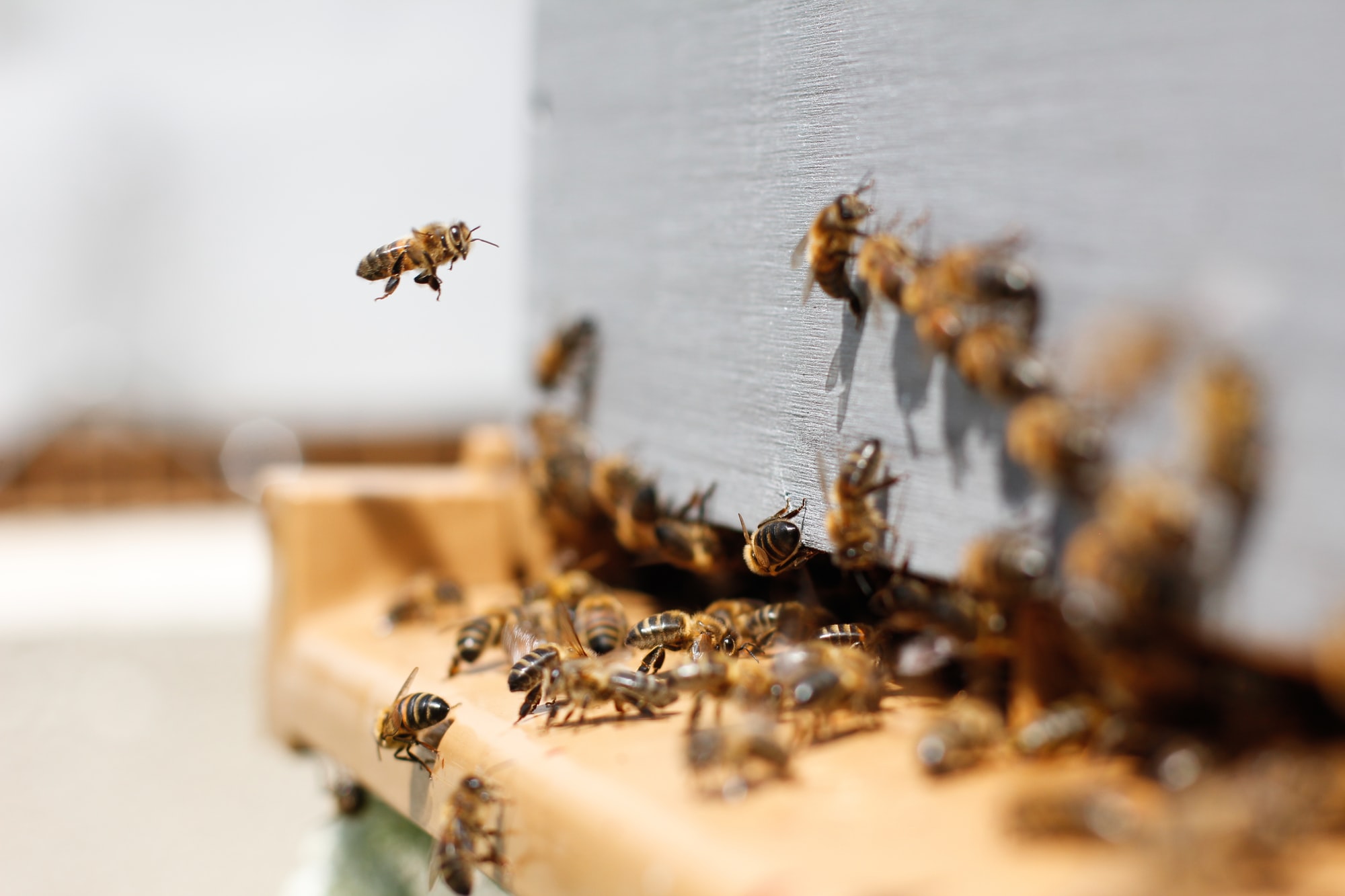 🐝 An app with AI should save bee communities from dying