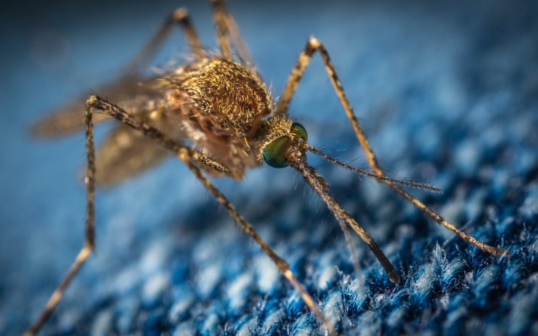 🦠 Malaria is “completely stopped” by microbes