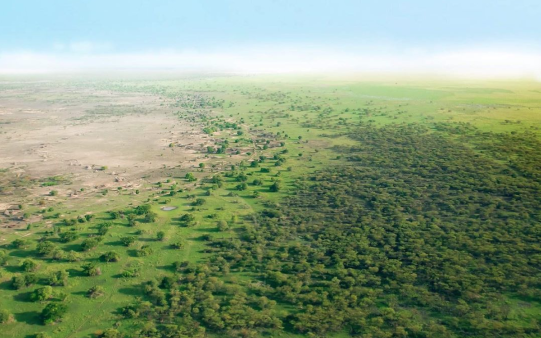 🌳 Africa’s Green Wall