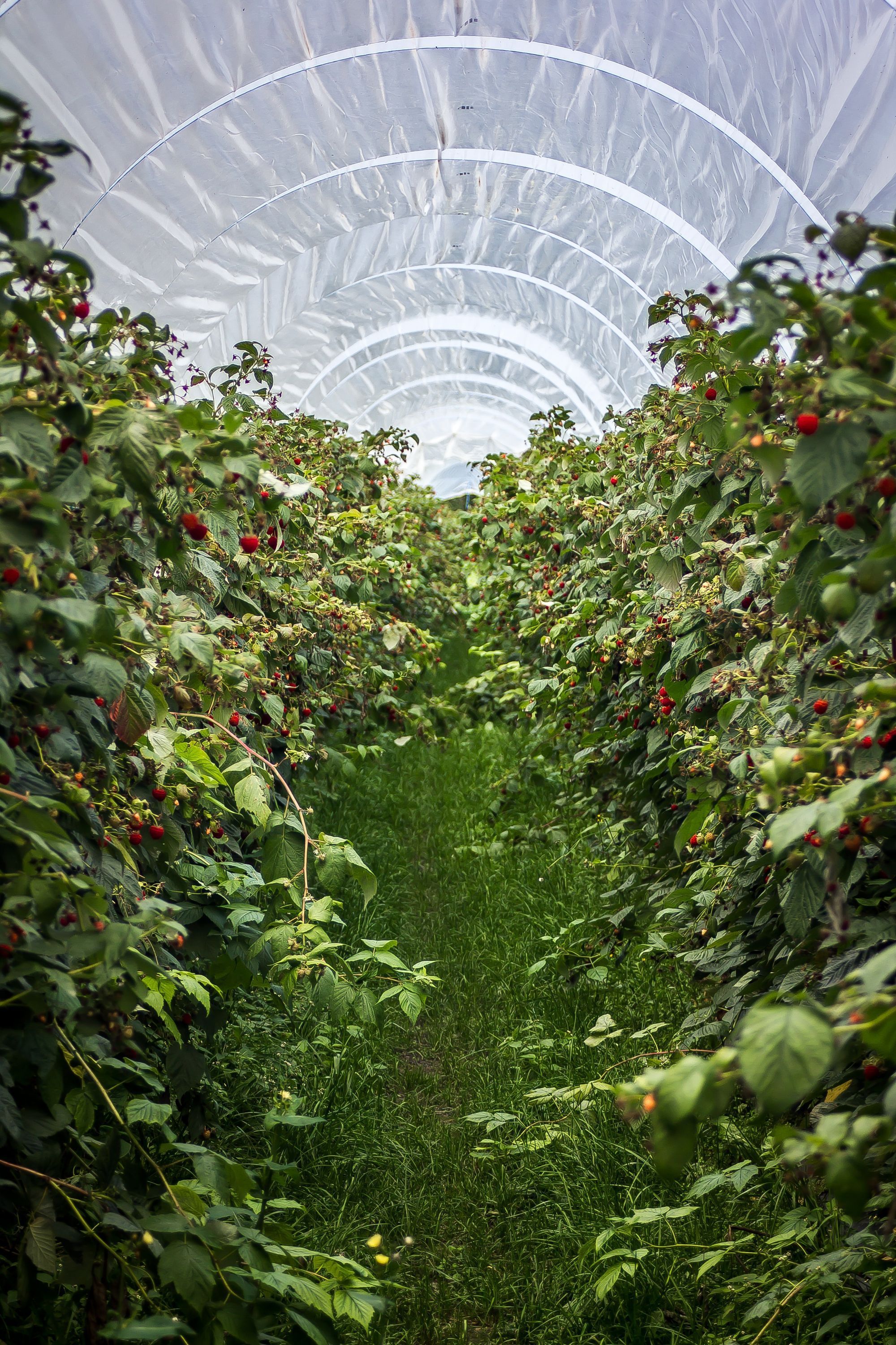 🍅 Technology from TV sets gives greater harvests in greenhouses