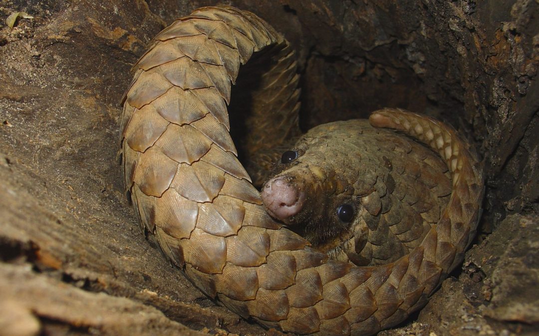 🐲 Now the hunt for the endangered pangolin will be stopped