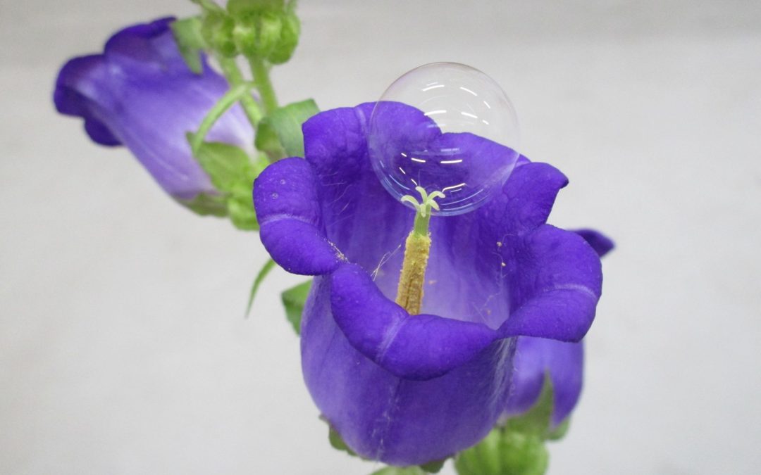 🧼 Soap bubbles pollinate plants and give us more fruit