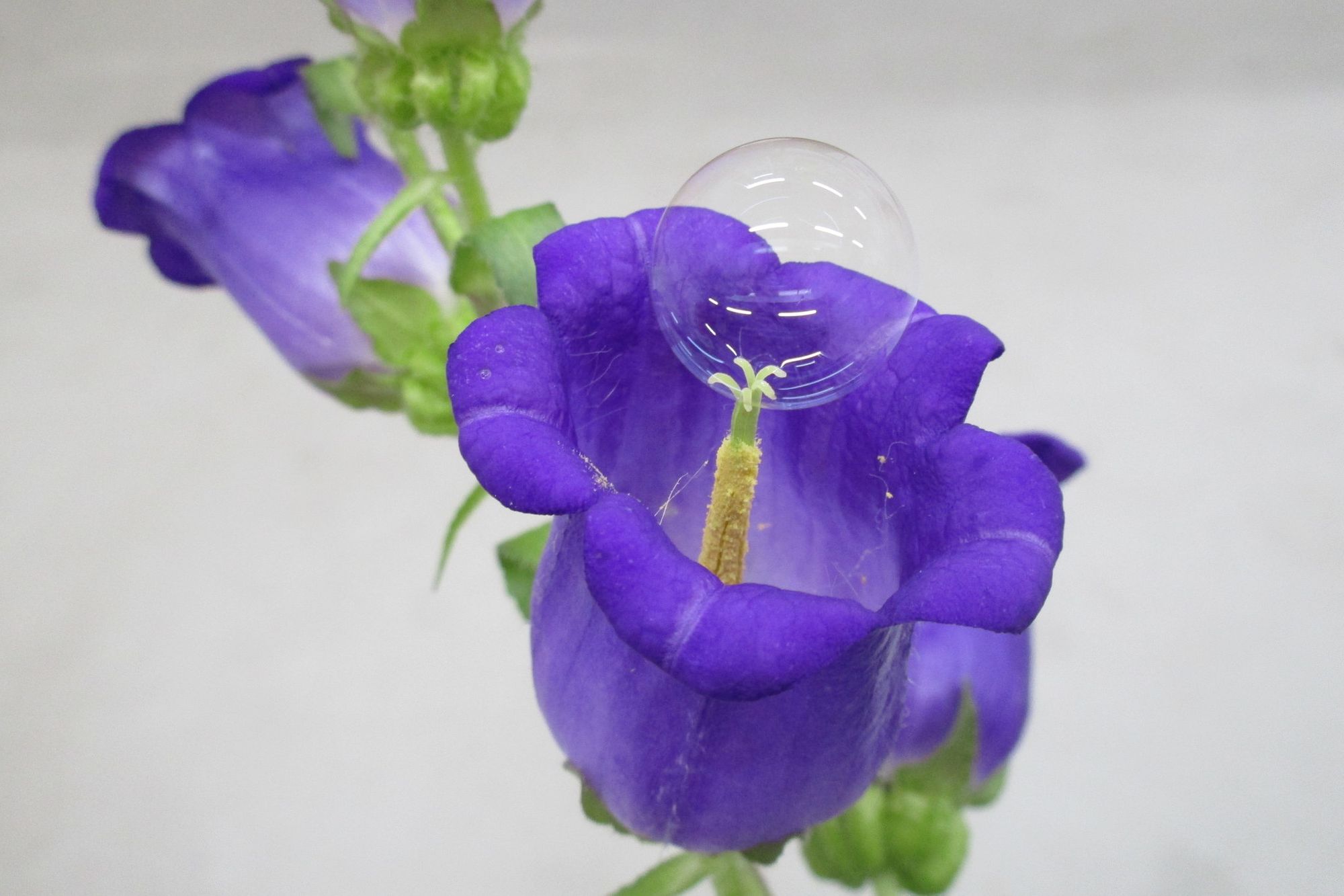 🧼 Soap bubbles pollinate plants and give us more fruit