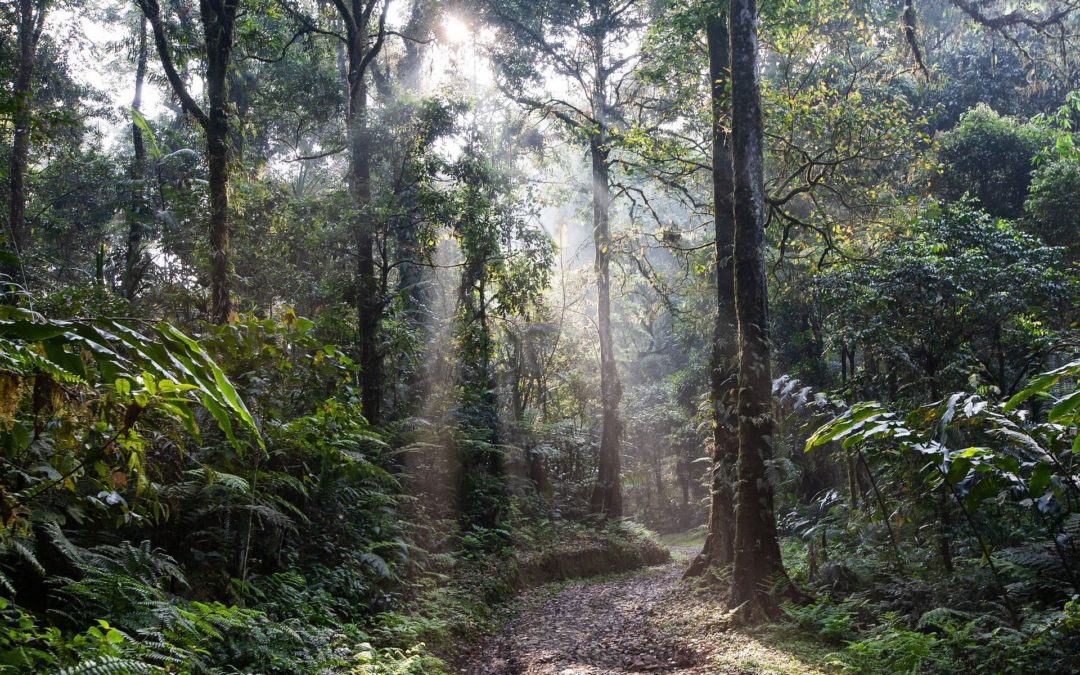 🌴 Small trees can save the rainforest during dry periods