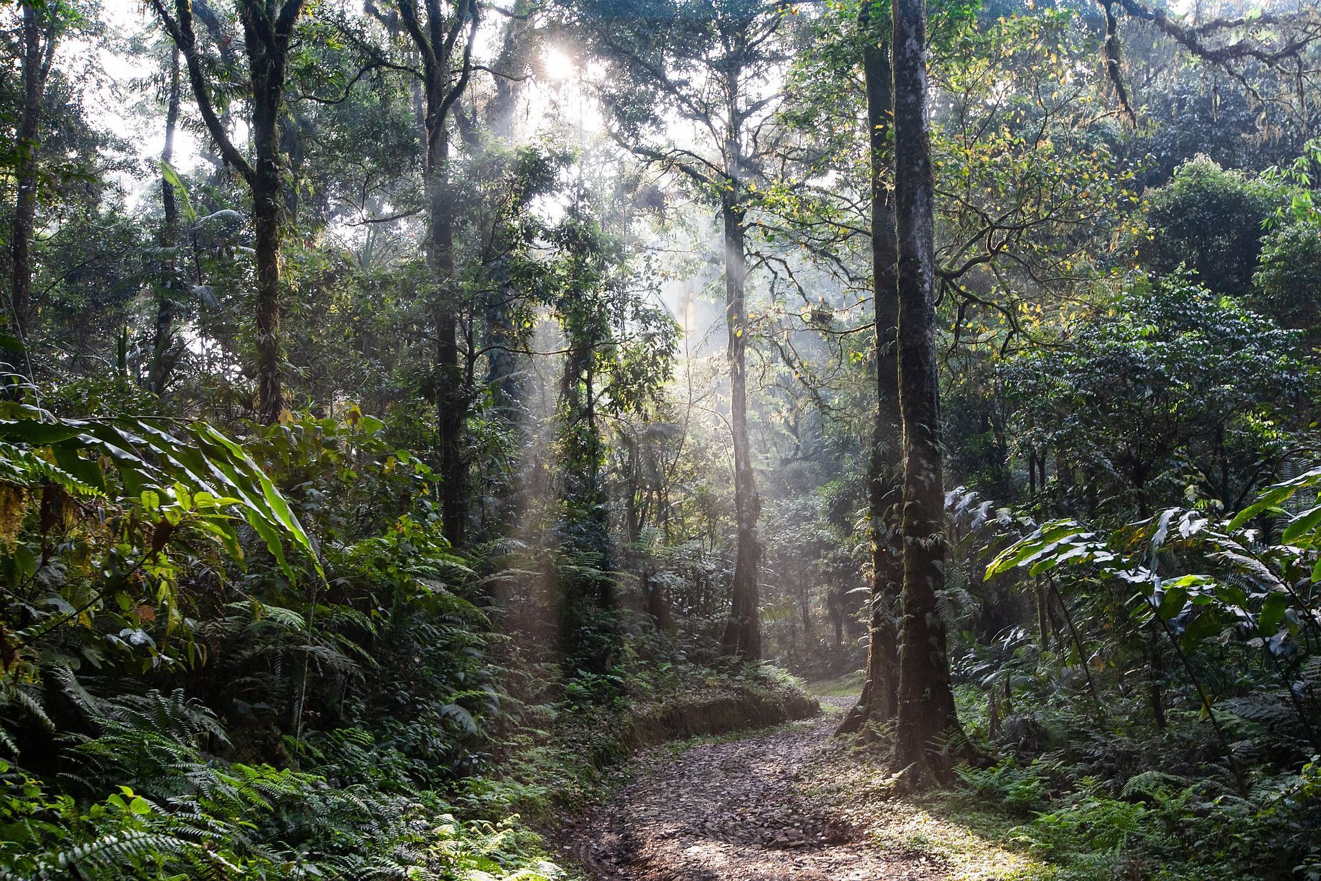 🌴 Small trees can save the rainforest during dry periods