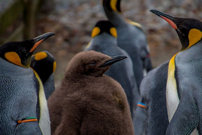 🐧 Satellite images reveal that there are more Imperial penguins than scientists thought