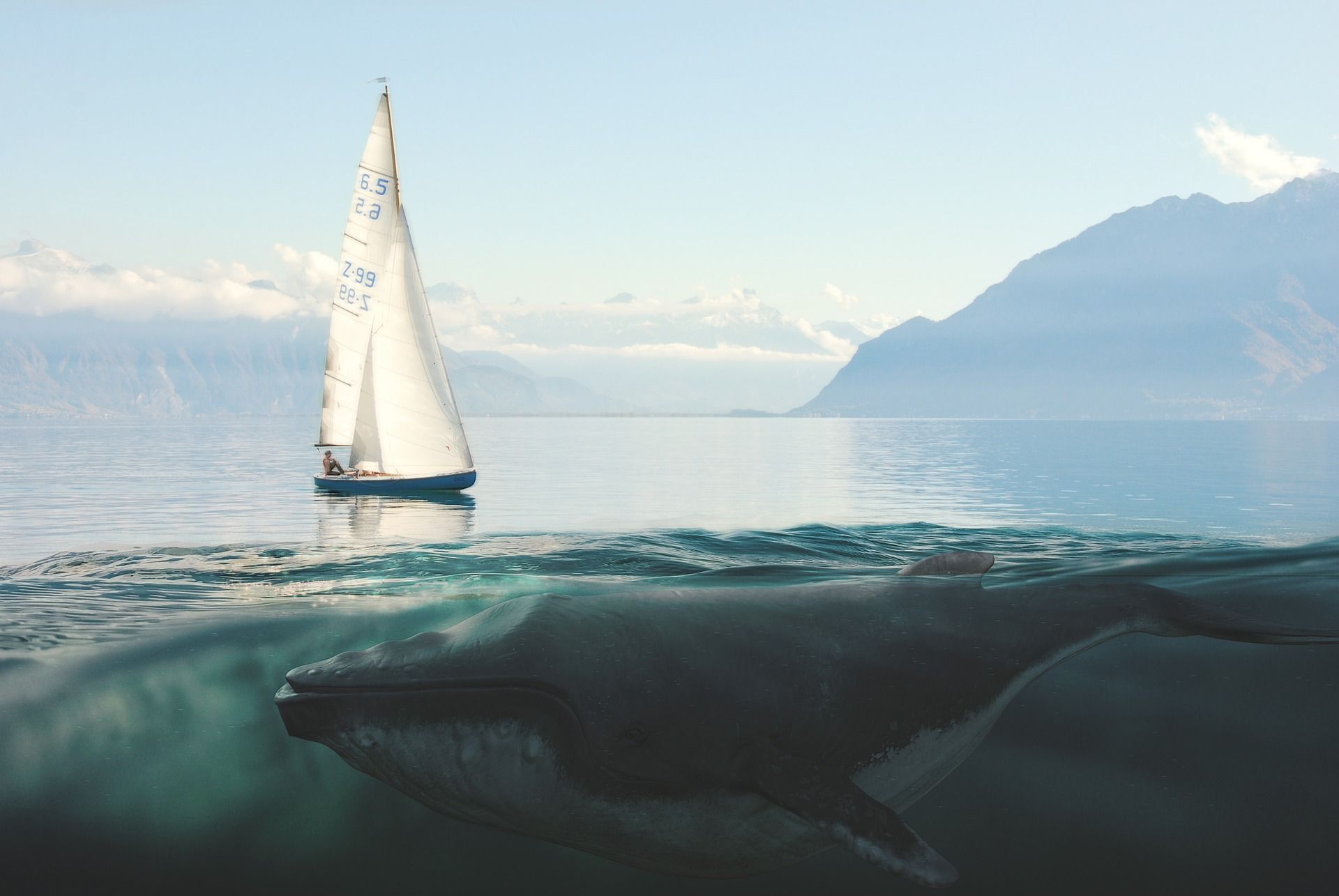 🐟 AI tools should save whales from colliding with ships