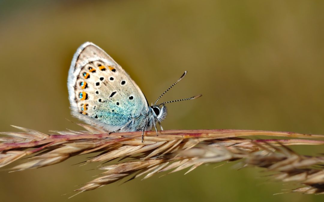 🦋 “Extinct” butterfly returns to England