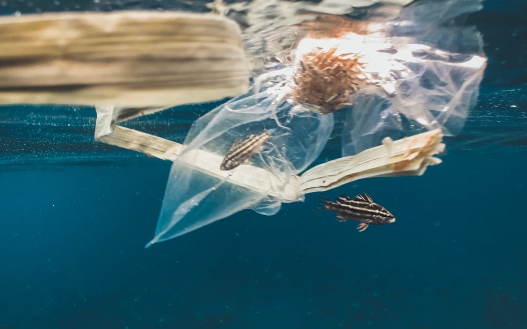 🌊 Presumed plastic fibers in oceans turned out to be of natural origin