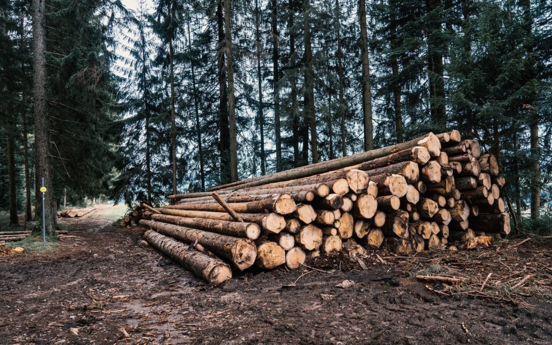 🌲 Residual product from forestry becomes diesel