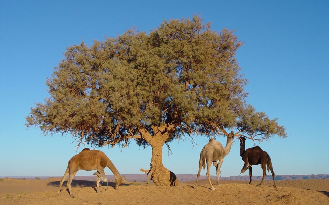 🌳 AI finds billions of trees in the Sahara