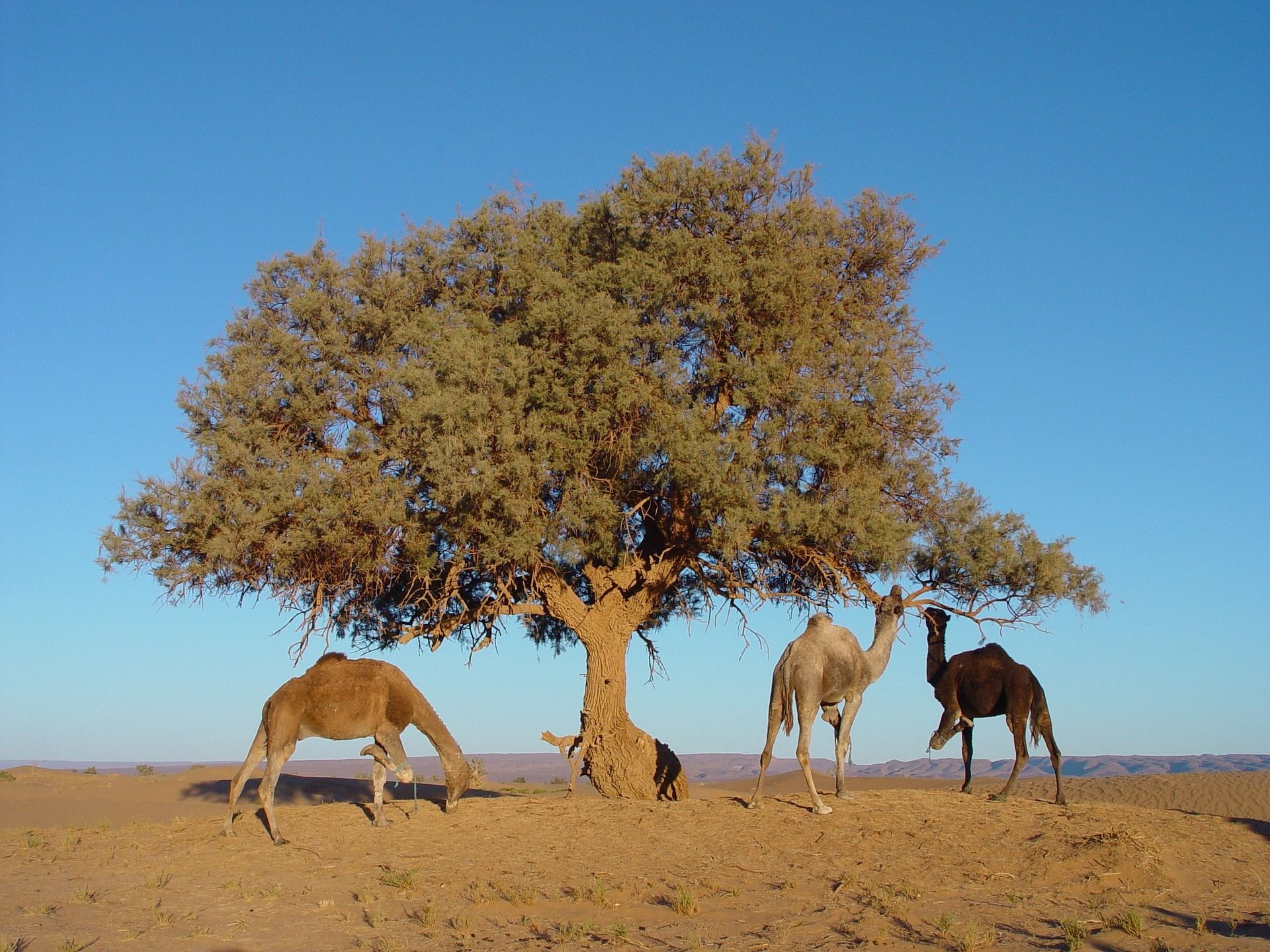 🌳 AI finds billions of trees in the Sahara