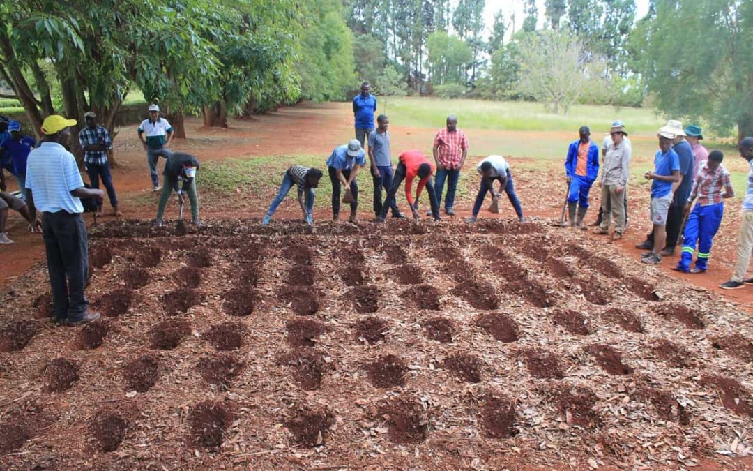 🌽 New farming method brings hope to farmers in Southern Africa