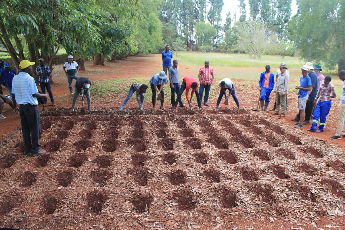 🌽 New farming method brings hope to farmers in Southern Africa