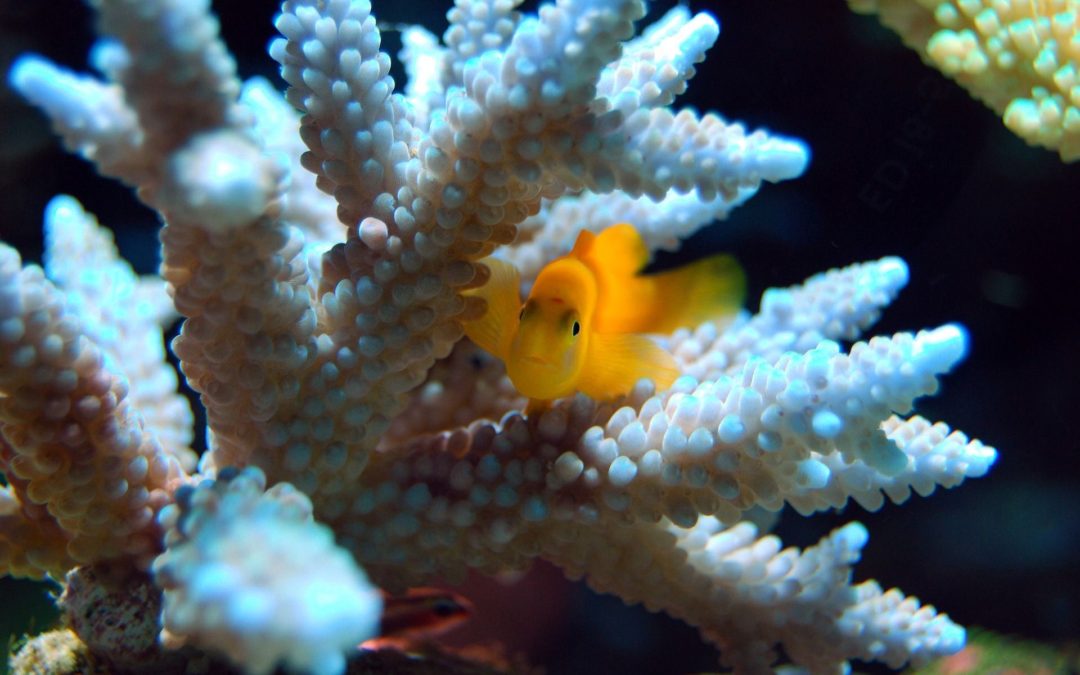 🐠 There is still hope for the coral reefs