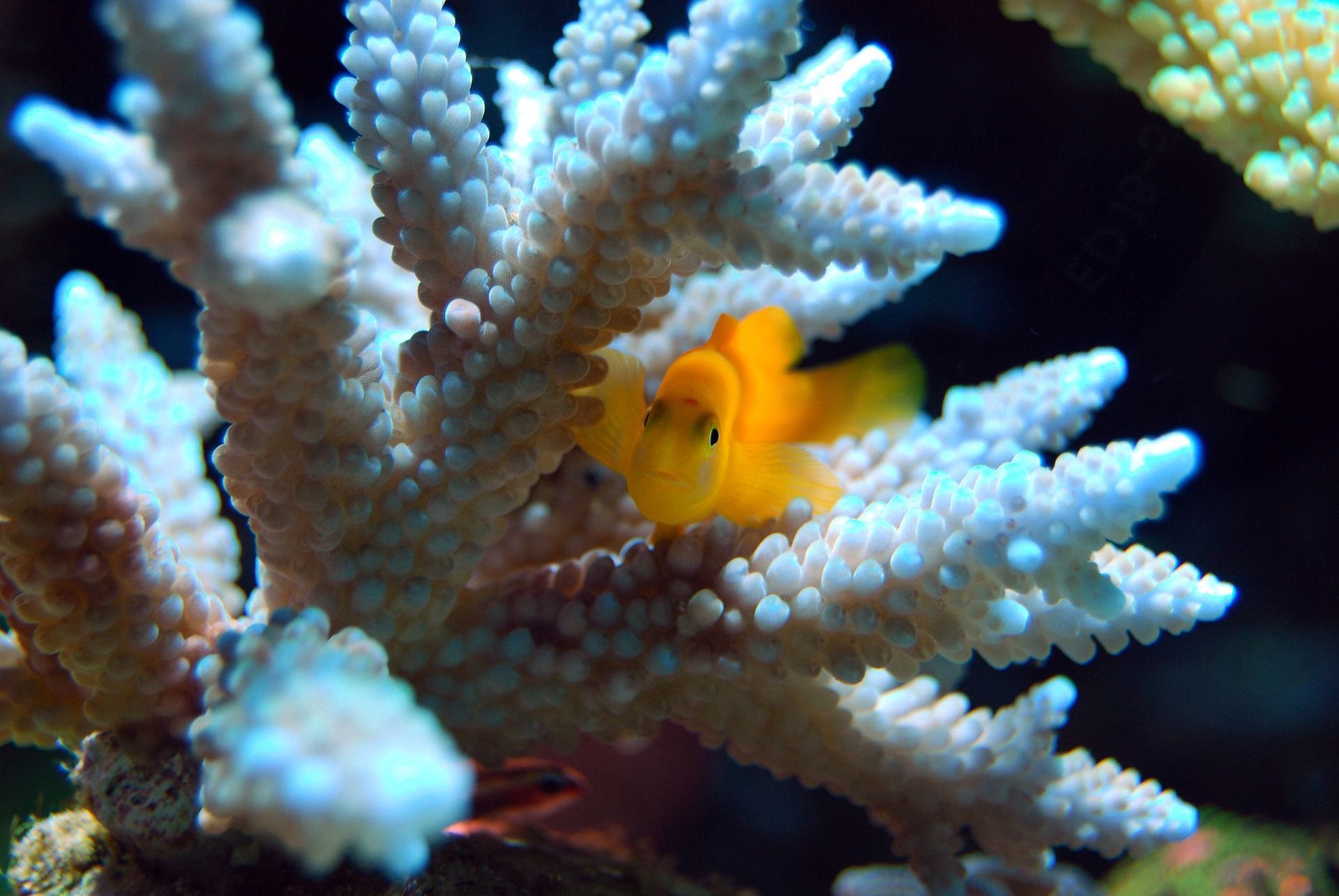 🐠 There is still hope for the coral reefs