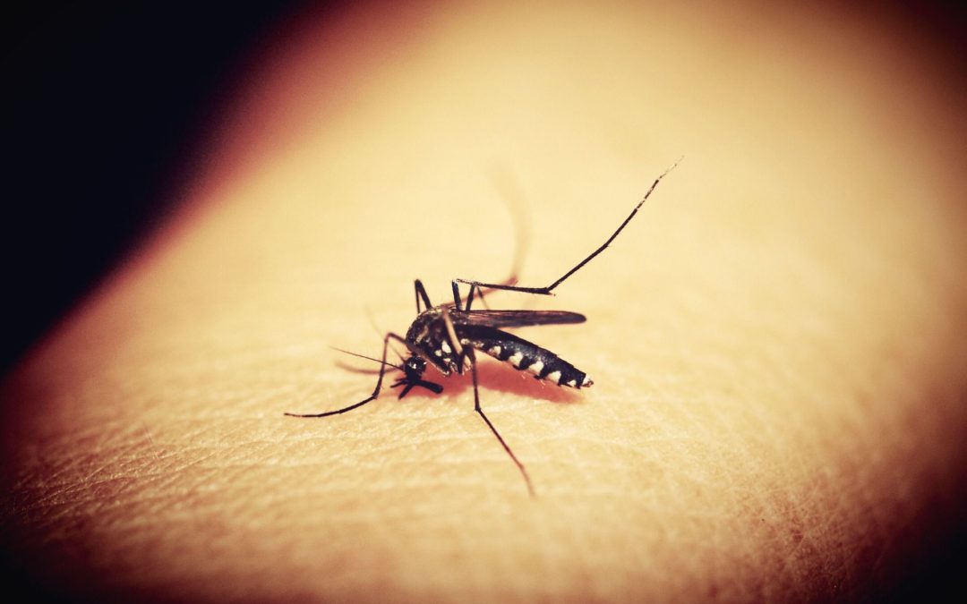 💉 New malaria remedy is twelve times more effective than older remedy