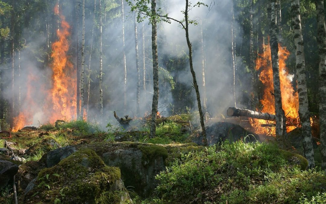 🔥 The size of the world’s fires has decreased by 25 percent