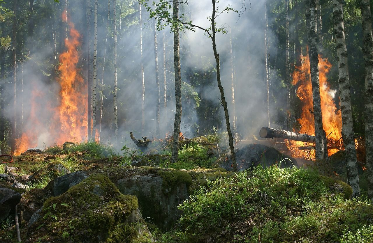 🔥 The size of the world's fires has decreased by 25 percent