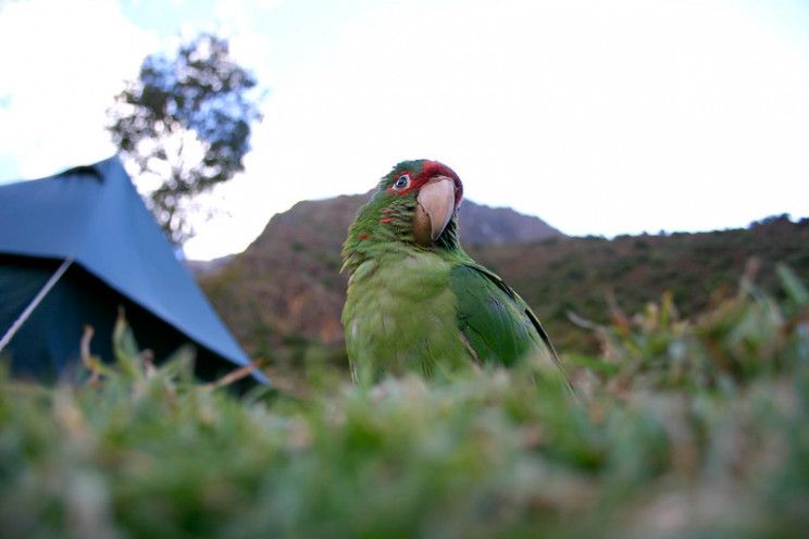 🦜 Animal prosthetics: 13 animals that were given a new lease on life