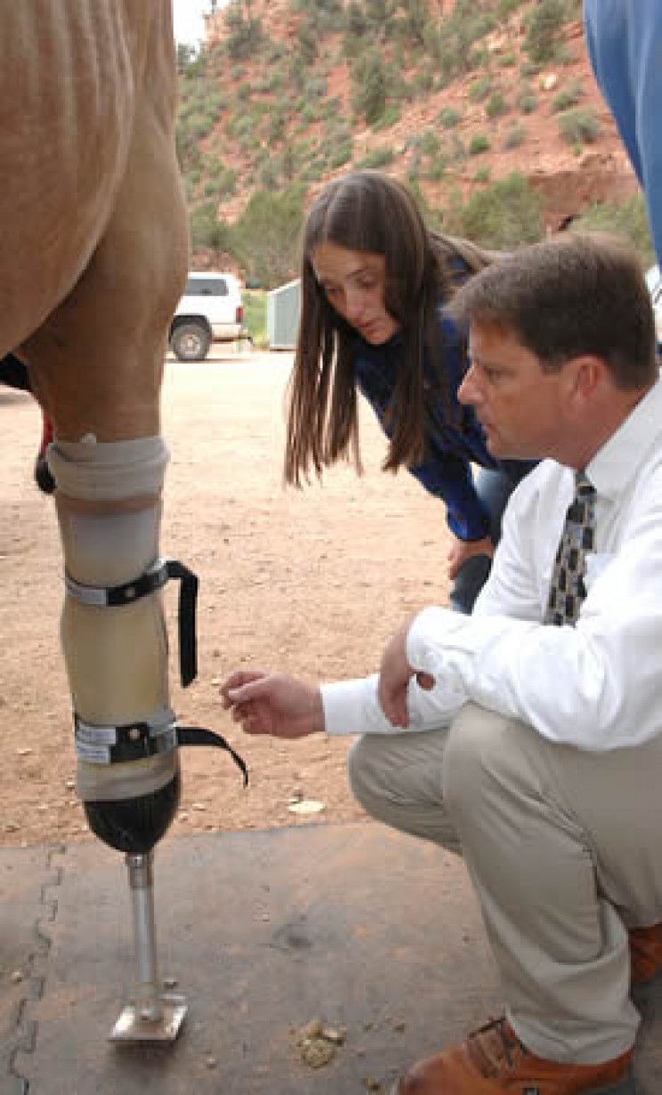 🦜 Animal prosthetics: 13 animals that were given a new lease on life