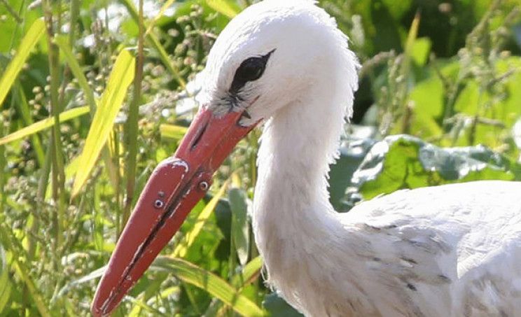 🦜 Animal prosthetics: 13 animals that were given a new lease on life