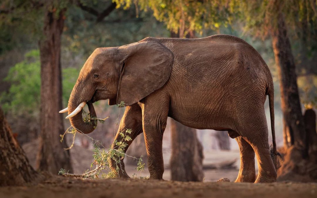 🐝 Biological control of elephants bearing fruits in Zimbabwe