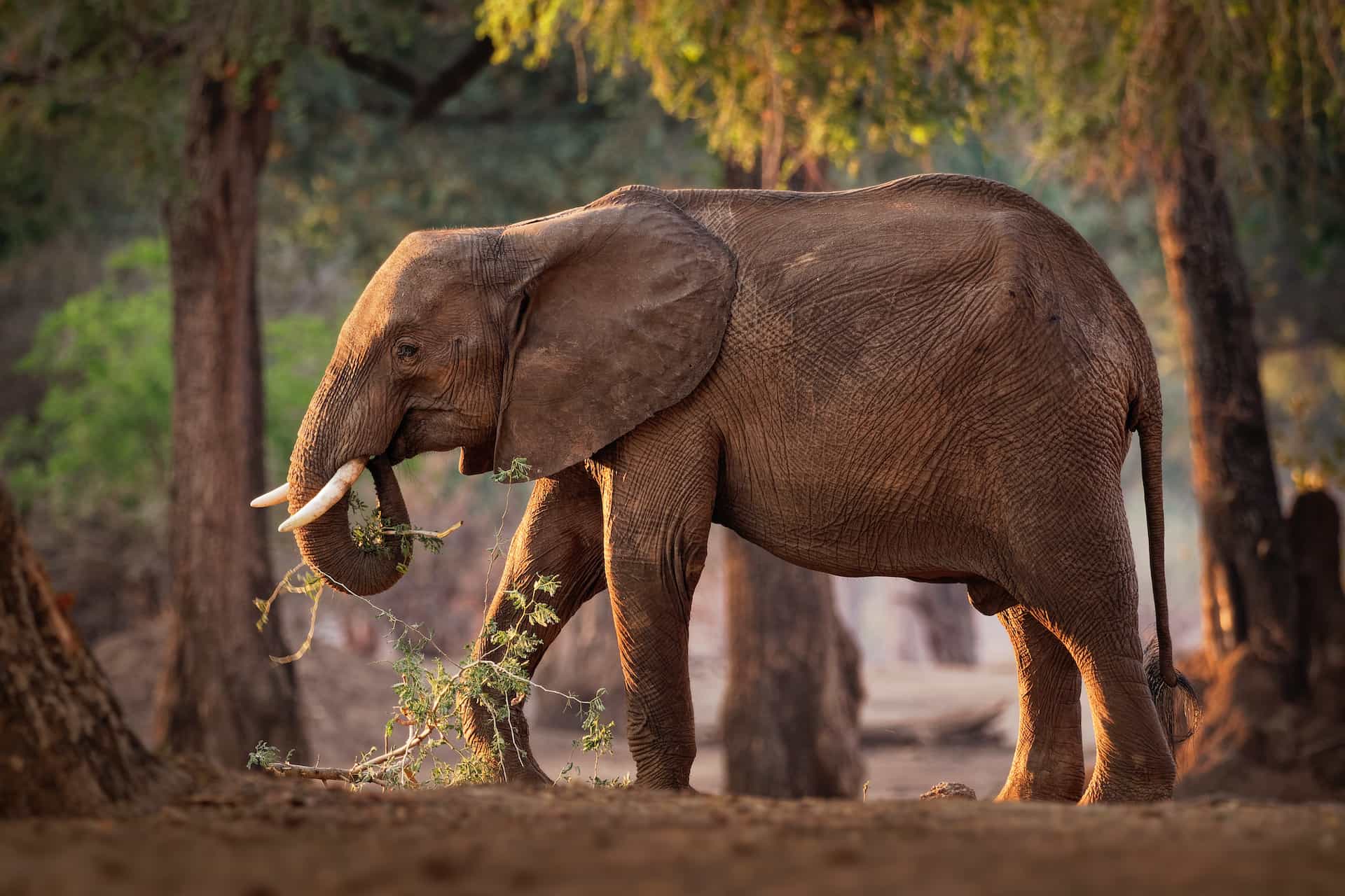 🐝 Biological control of elephants bearing fruits in Zimbabwe