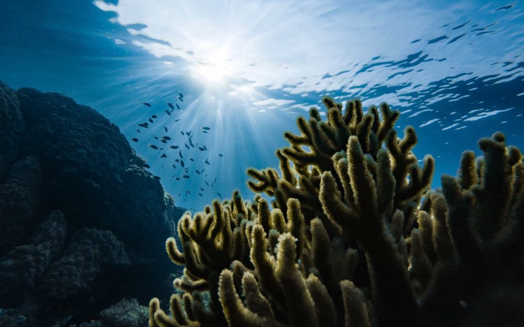 🐠 Scientists discover new coral reef