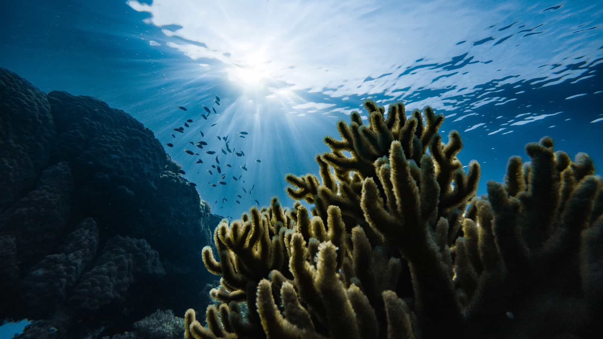 🐠 Scientists discover new coral reef