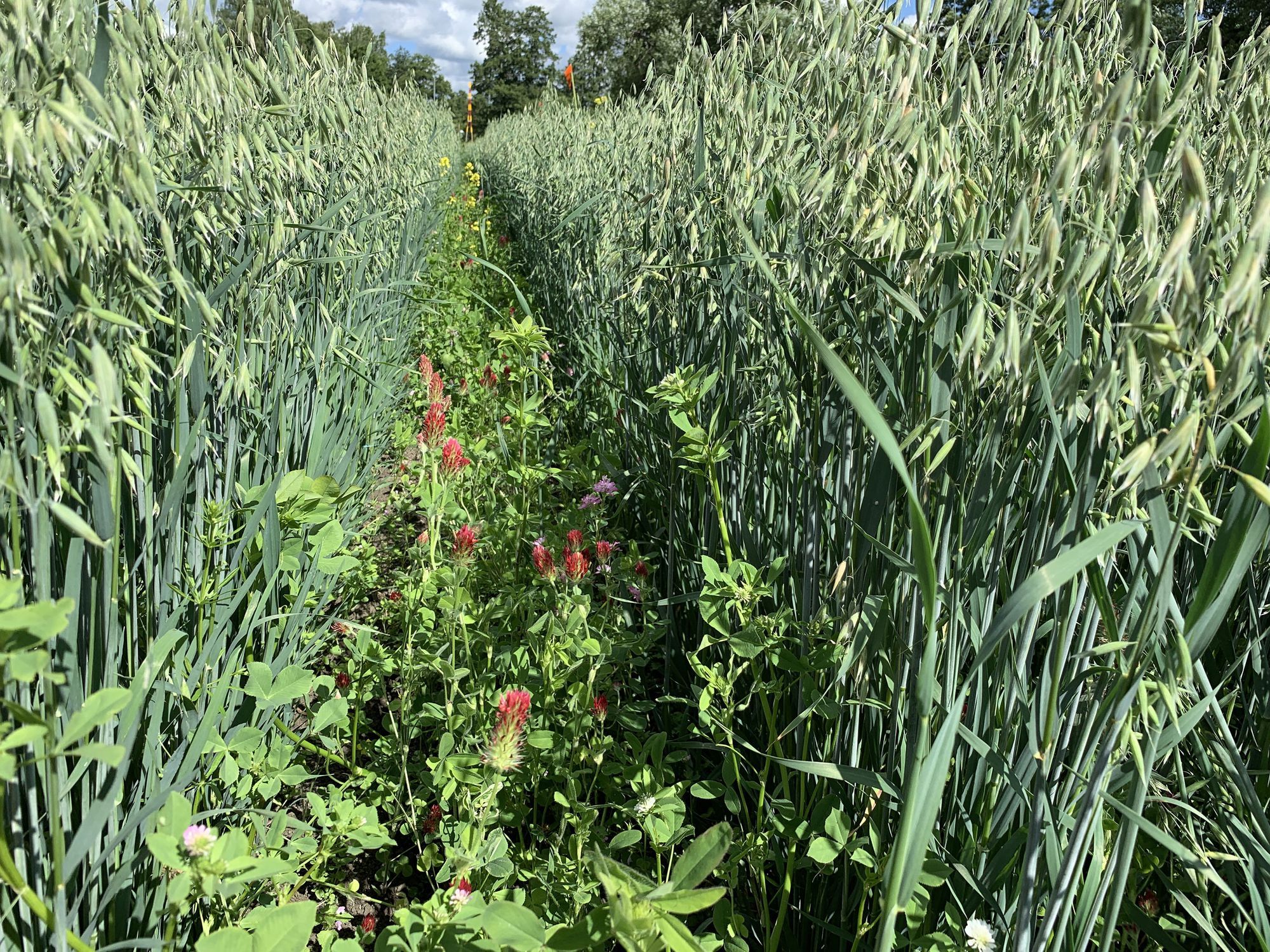 🚜 More variety in the fields increases diversity without reducing harvests