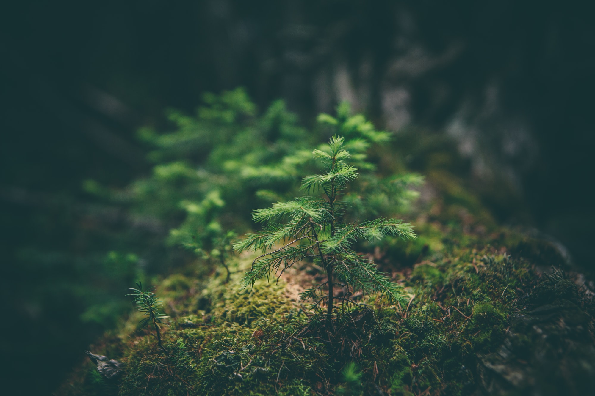 🌳 Drones are to plant 1 billion trees by 2028