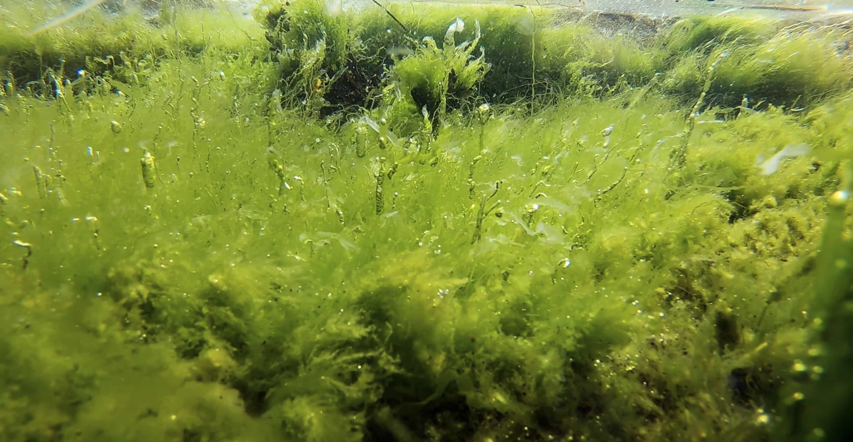 🥗 Are you ready for the new food? - Oumph, algae and lab grown meat