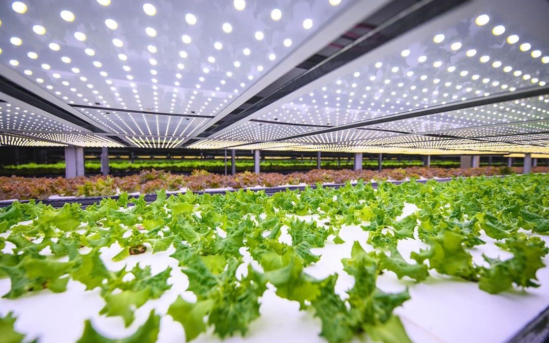 🥗 Denmark is building Europe’s largest vertical cultivation