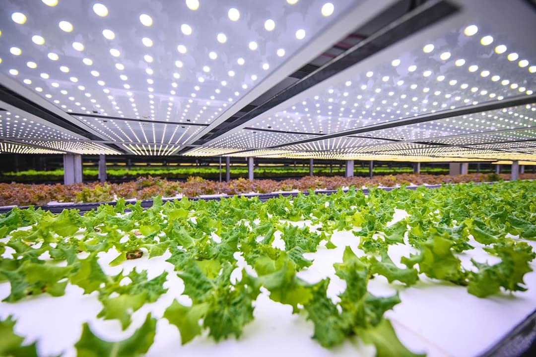 🥗 Denmark is building Europe's largest vertical cultivation