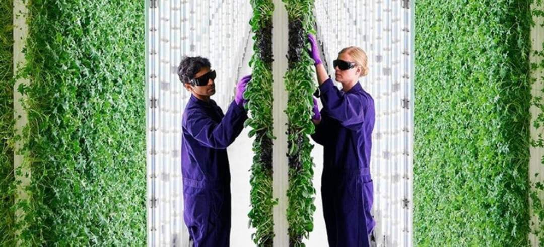 🥬 Vertical gardens push the future of agriculture towards the sky