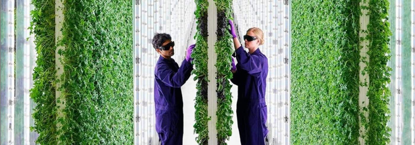 🥬 Vertical gardens push the future of agriculture towards the sky