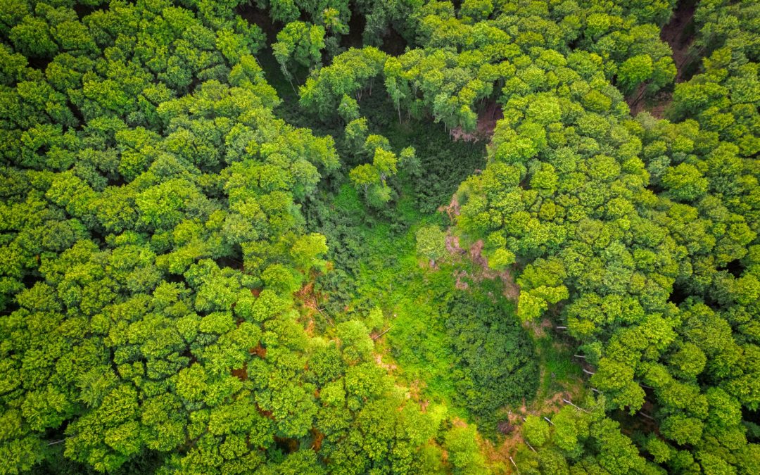 🌳 African countries use satellites to reduce deforestation