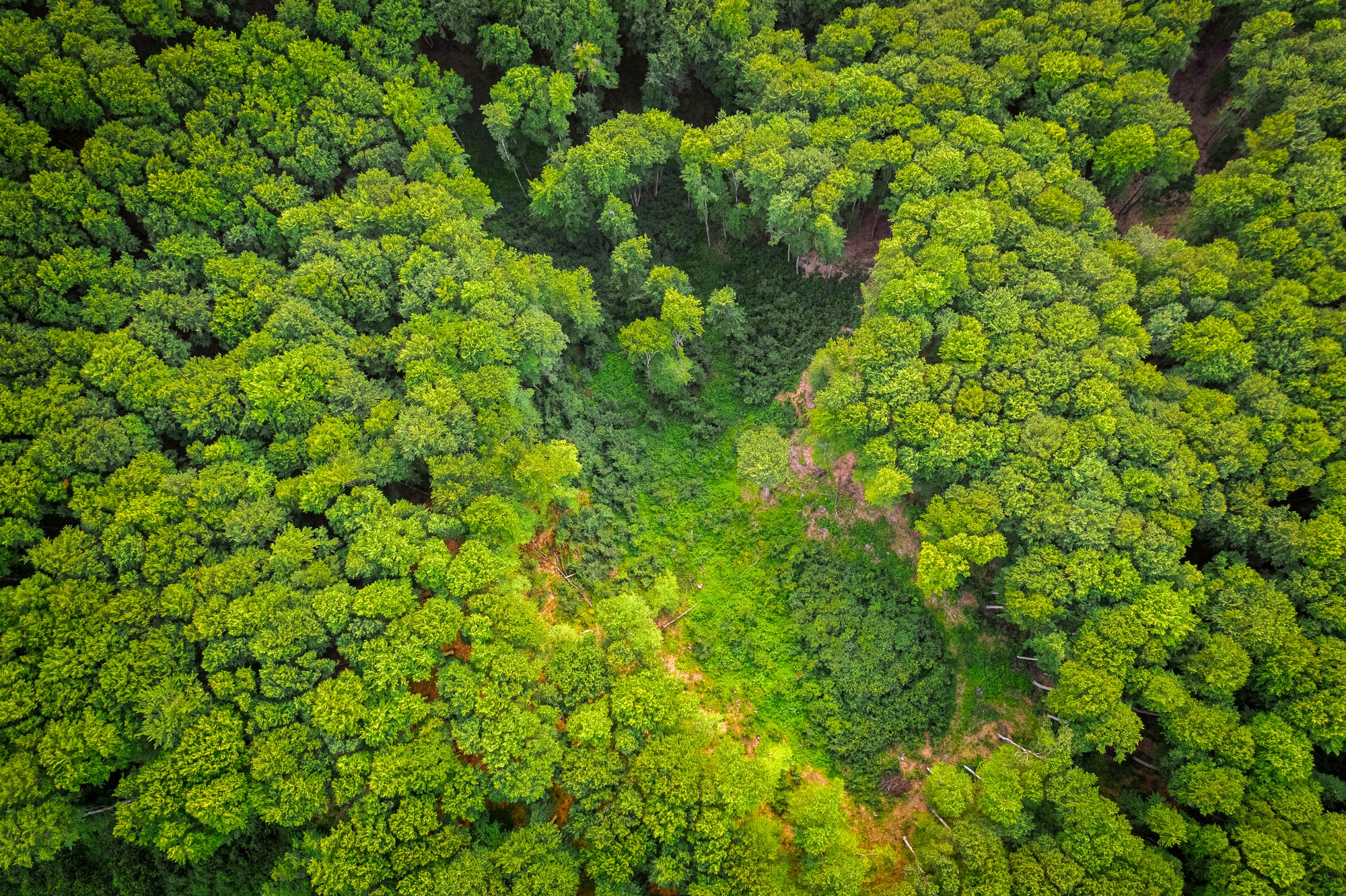 🌳 African countries use satellites to reduce deforestation | Warp Institute