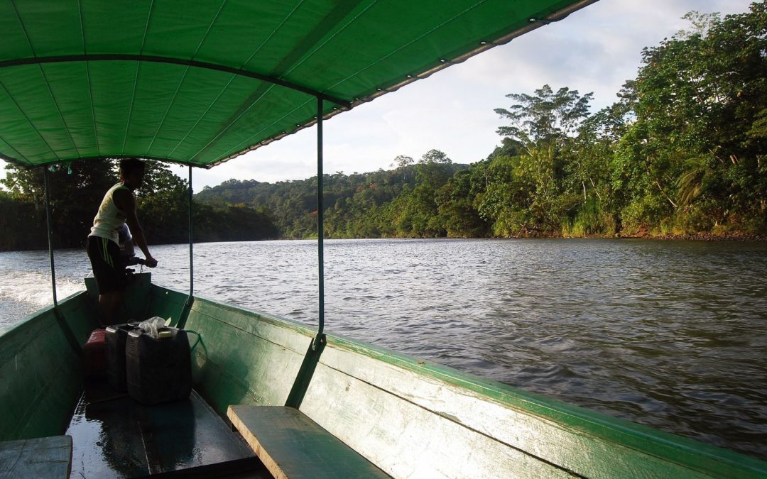 🌴 The project that saved 18,000 square kilometers of rainforest