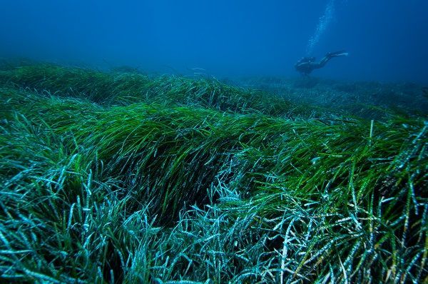 🌿 Seagrass can help us get rid of plastic particles in the sea