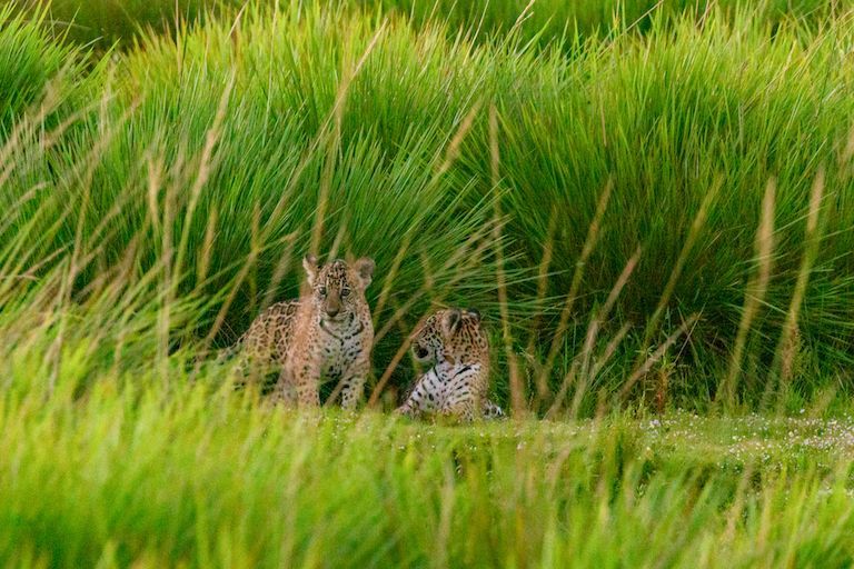 🐅 Jaguars back in Argentina’s wetlands after 70 years